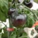 black cherry tomato