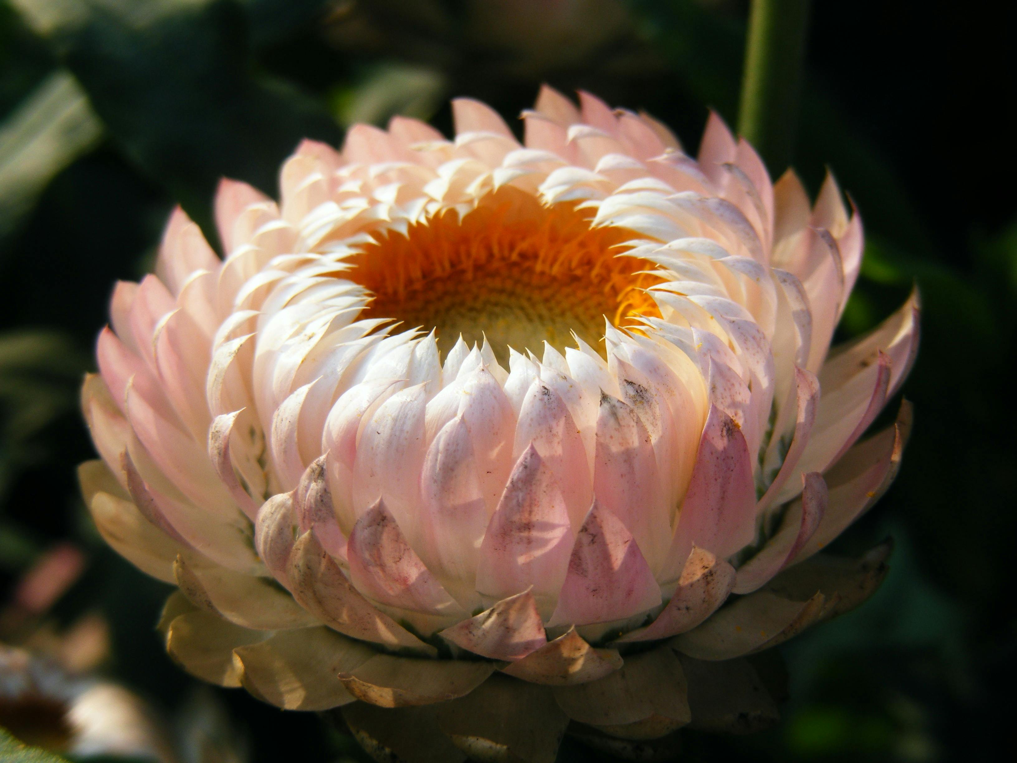 blush pink Strawflowers