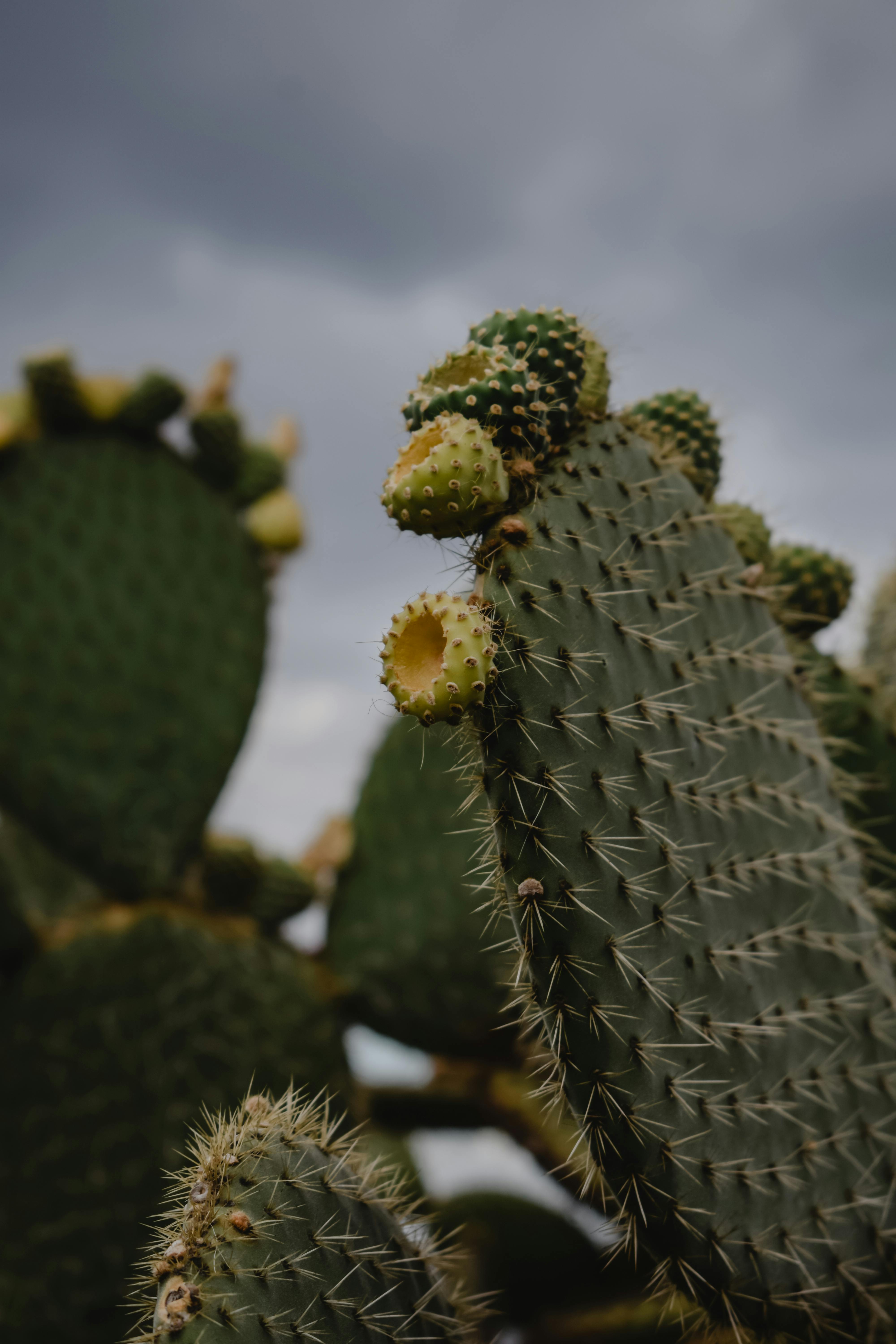 cactus with yellow flower