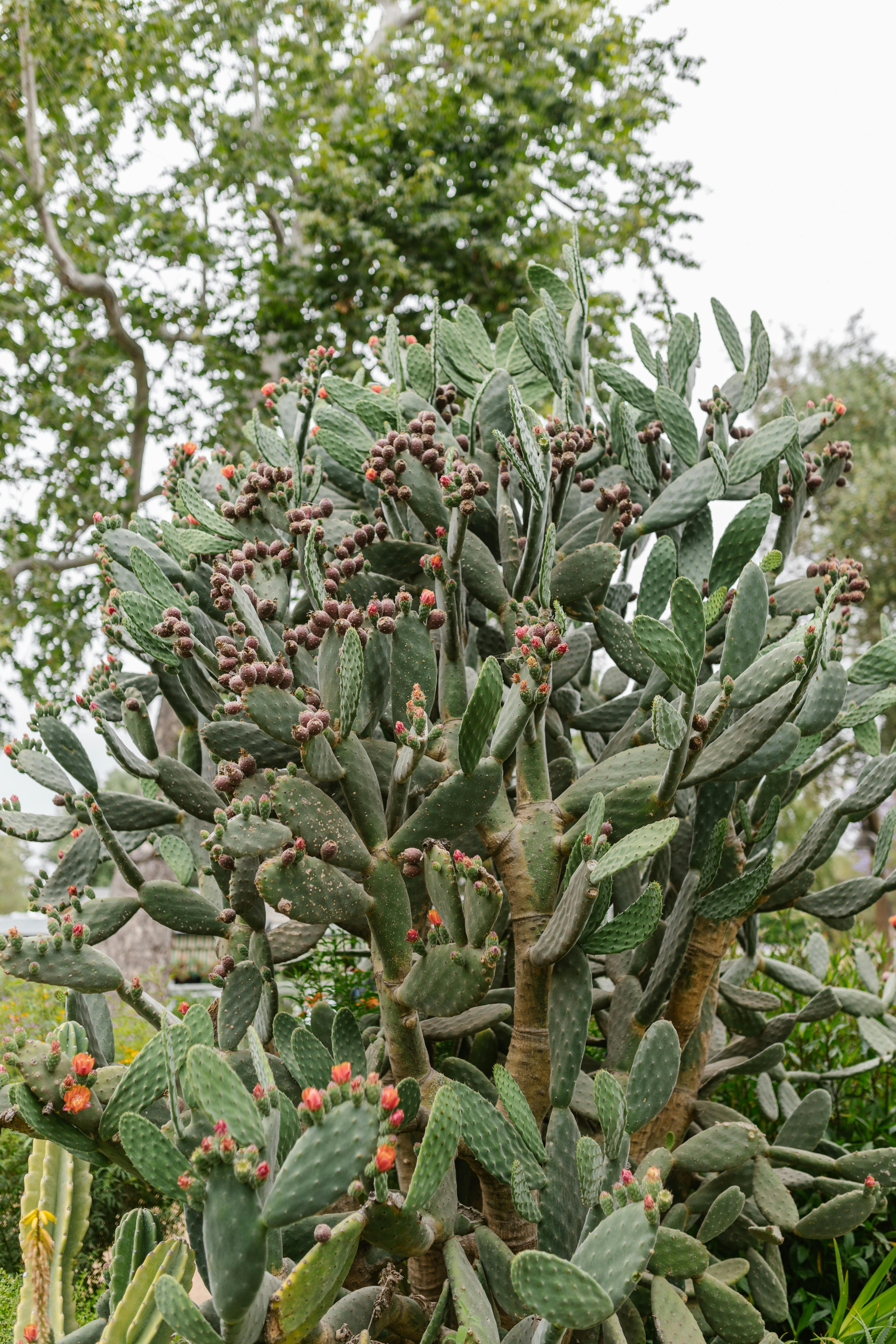 cactus plant