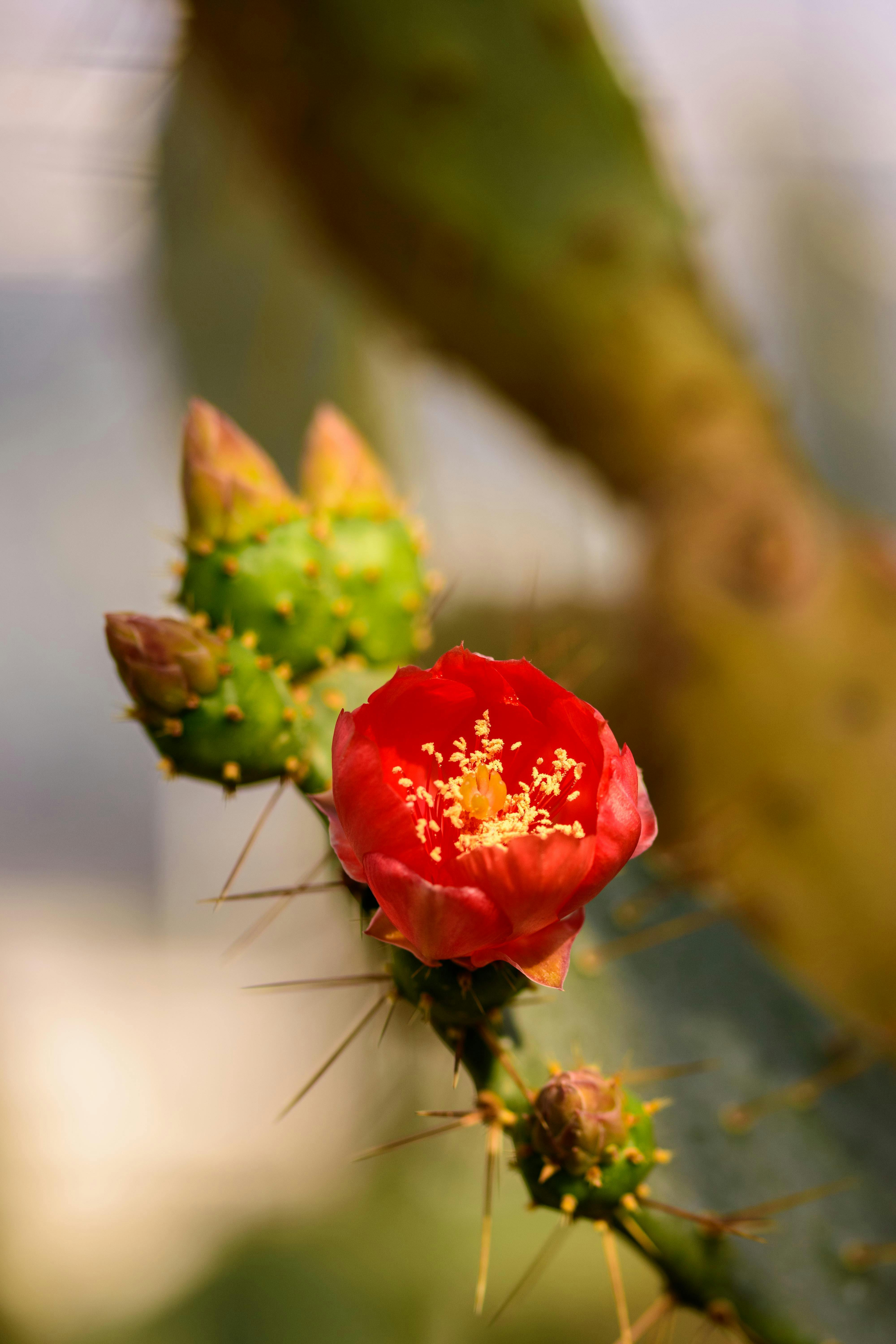 cactus with flower