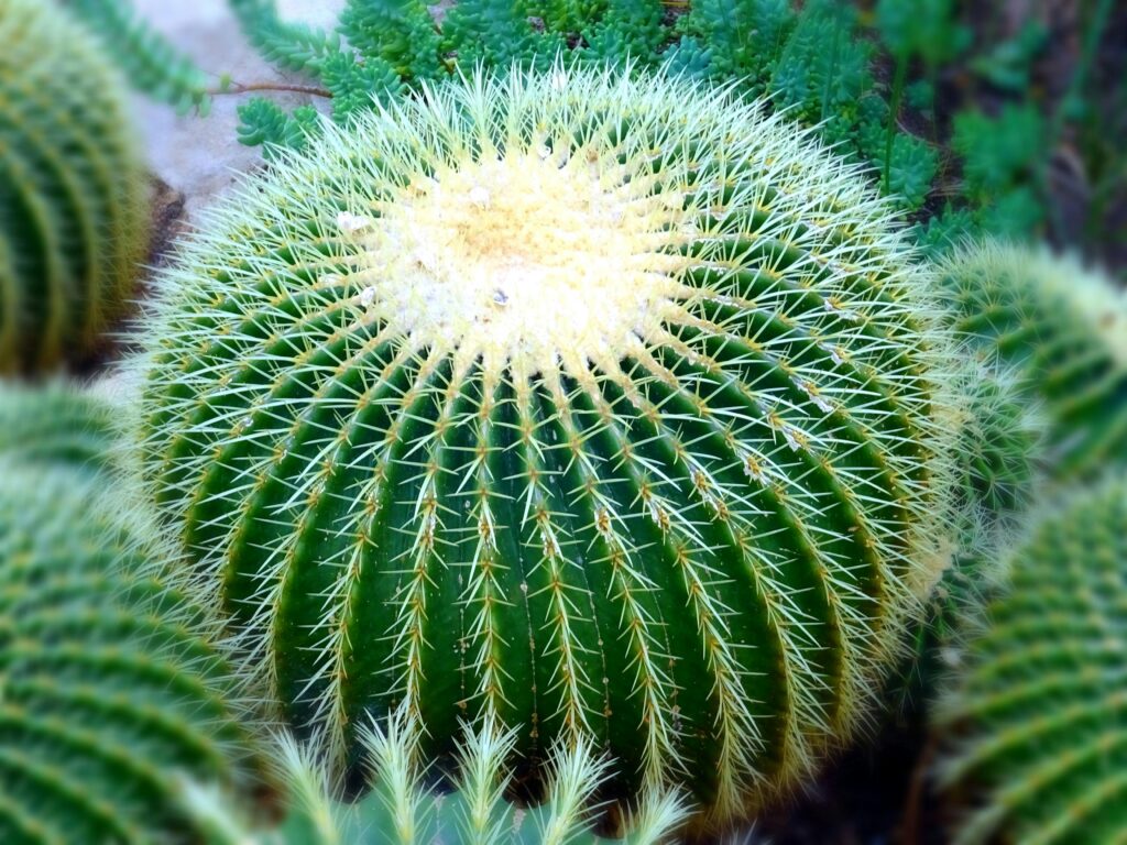 cactus