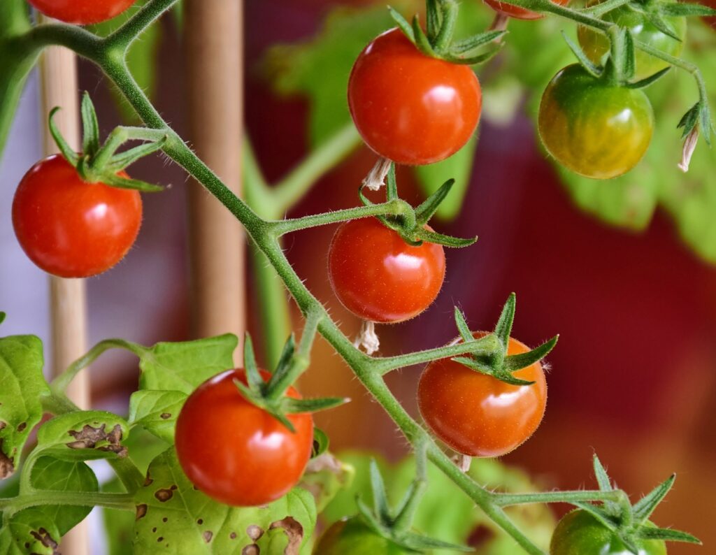 cherry tomatoes