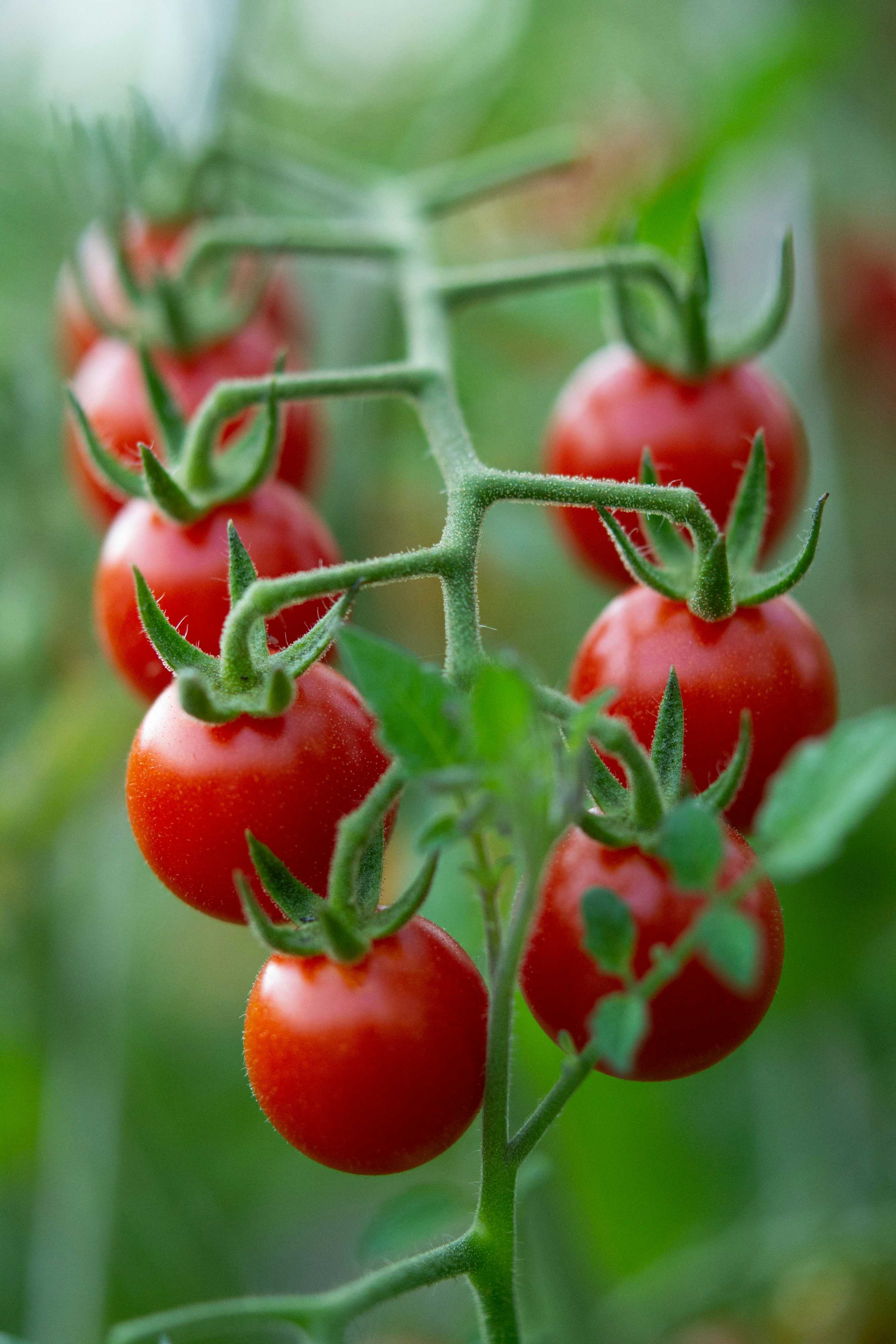 cherry tomatoes on a branch