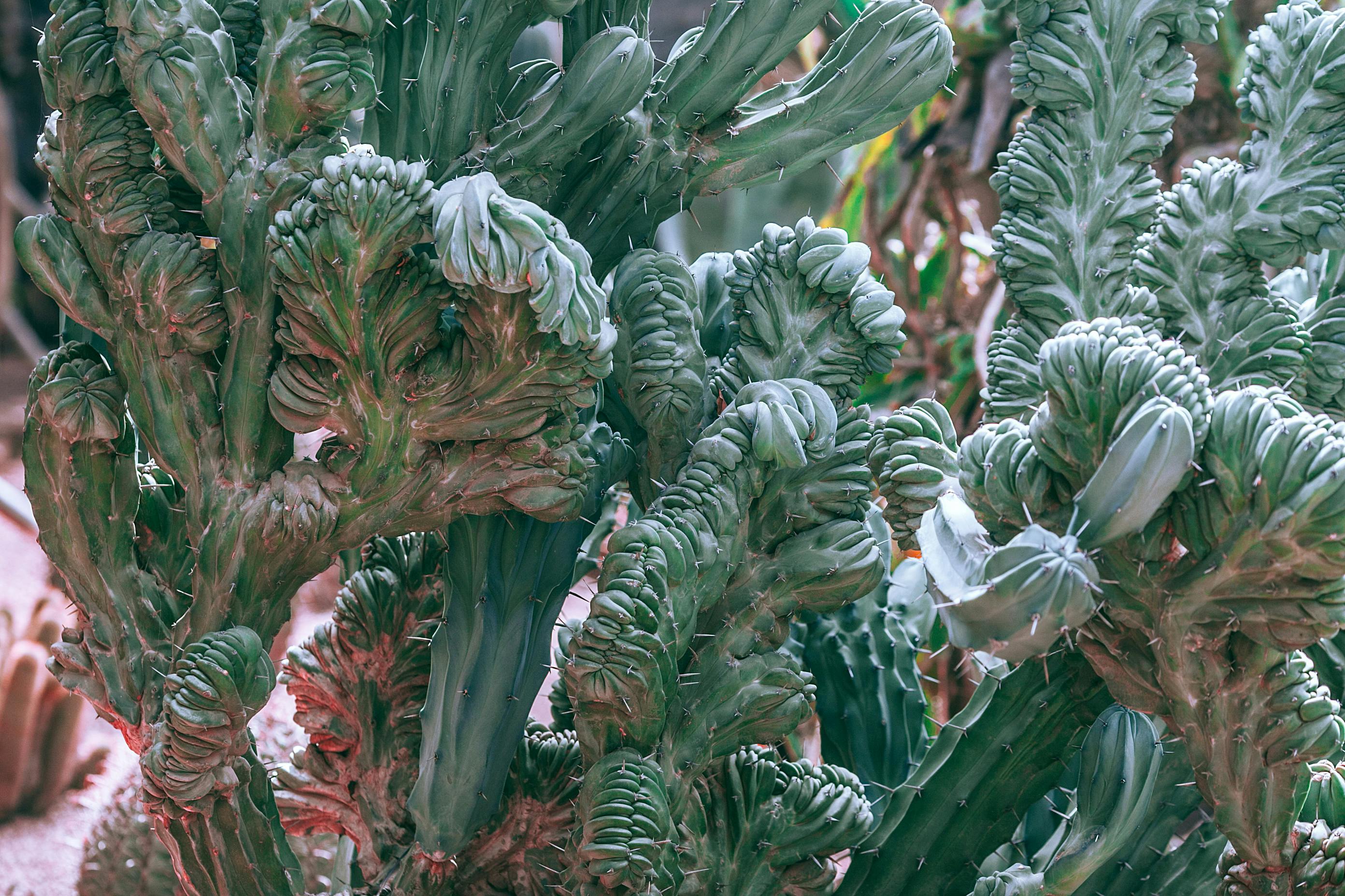 color changing succulents