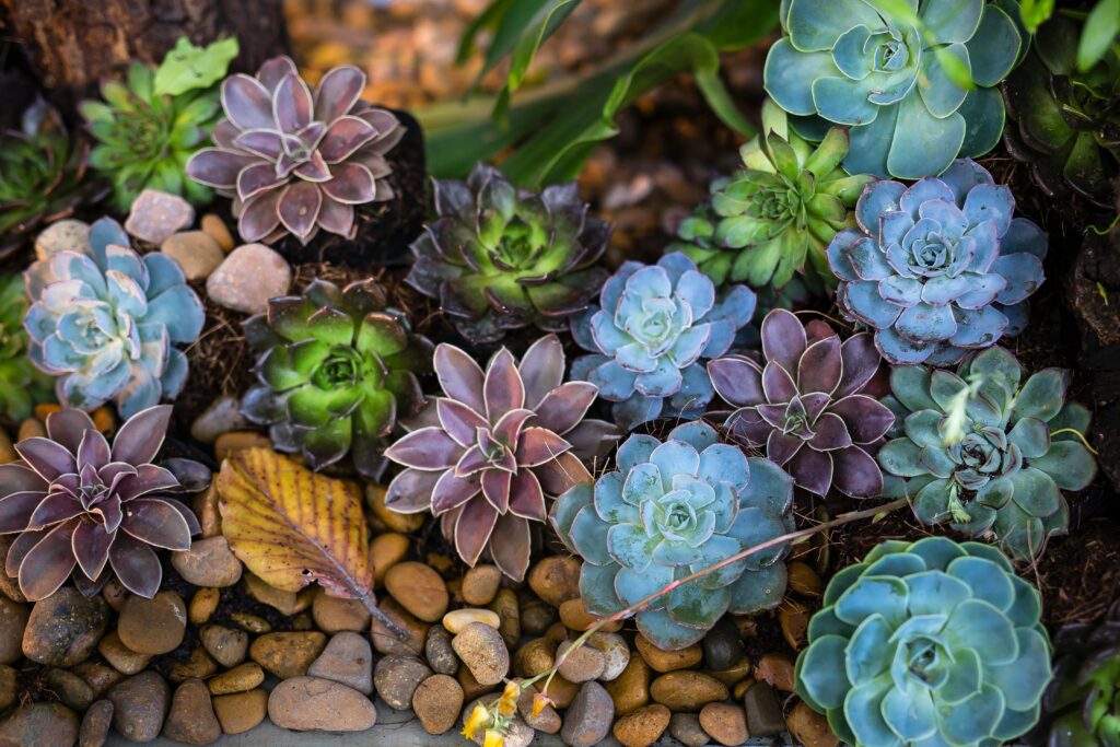 colorful succulents