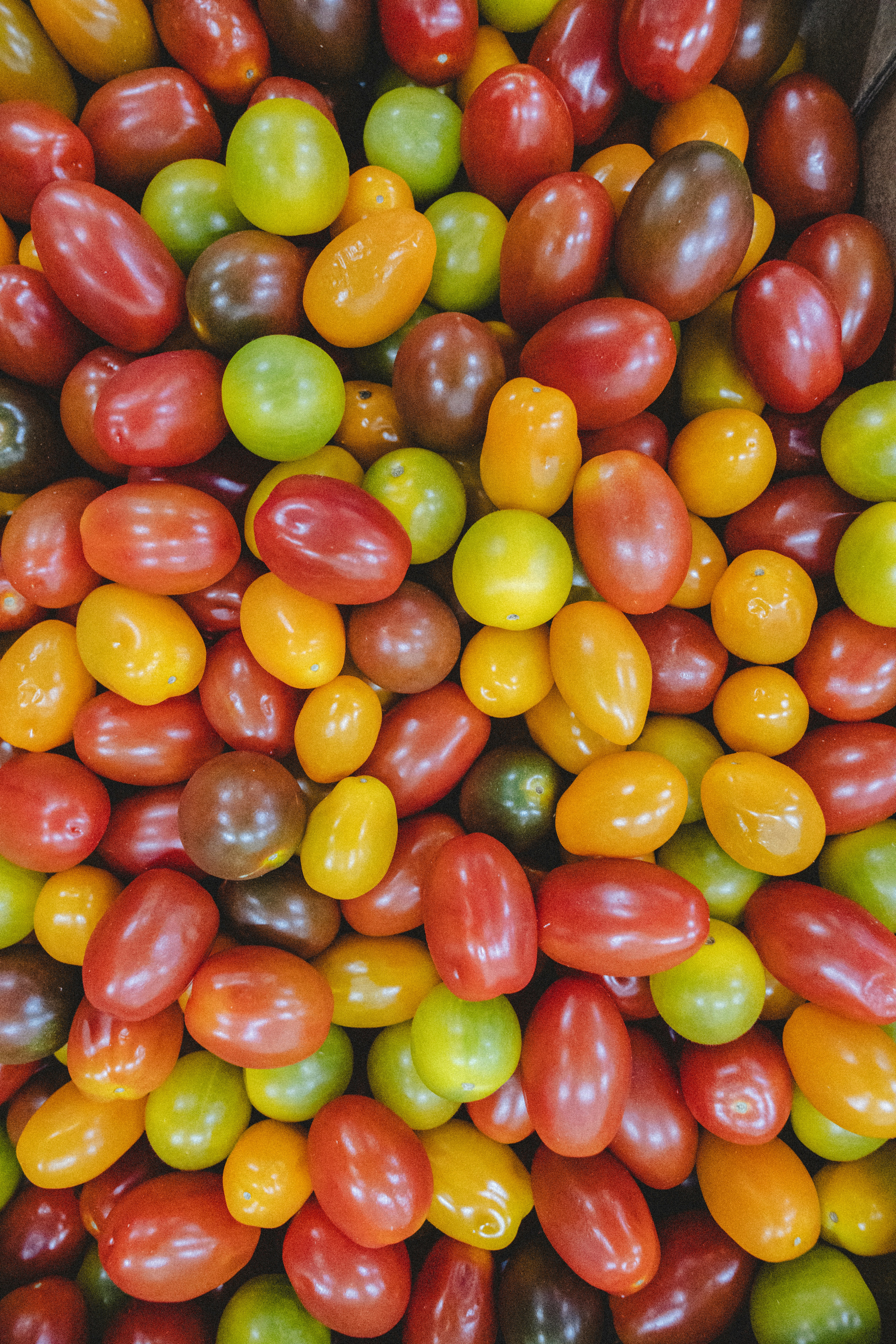 colourful tomato harvest