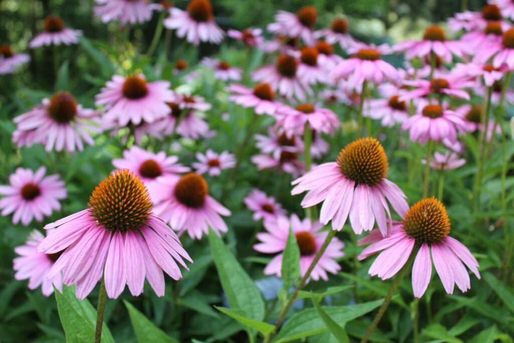 coneflower