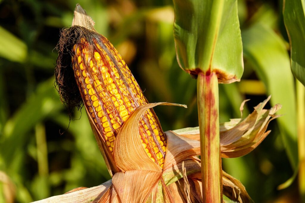 corn plant