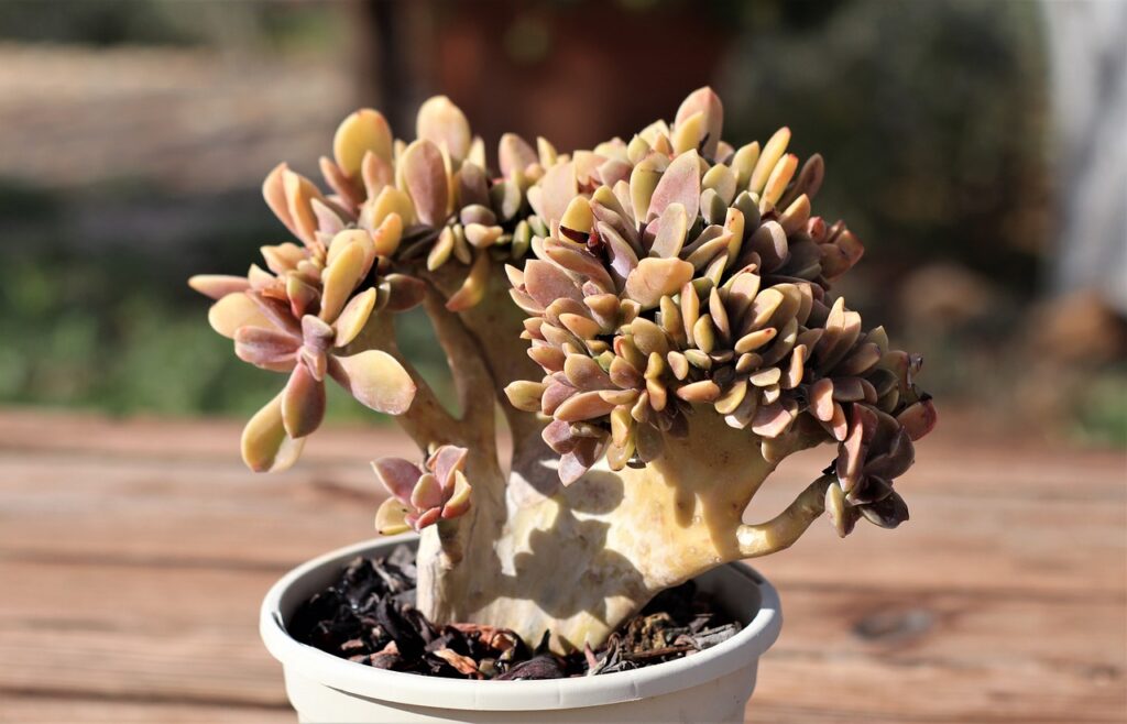 crested succulents