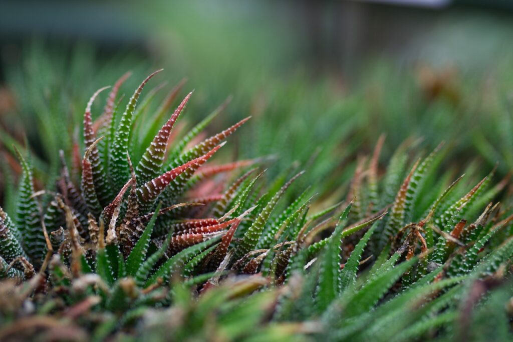 crested succulents