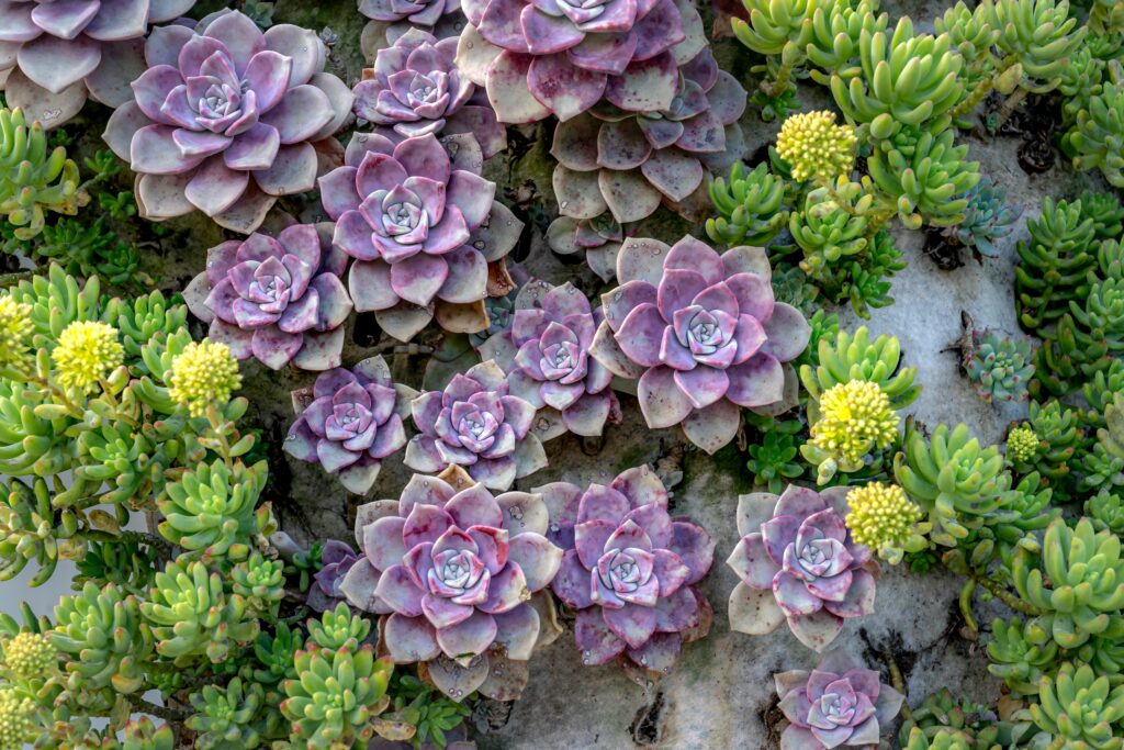 crested succulents