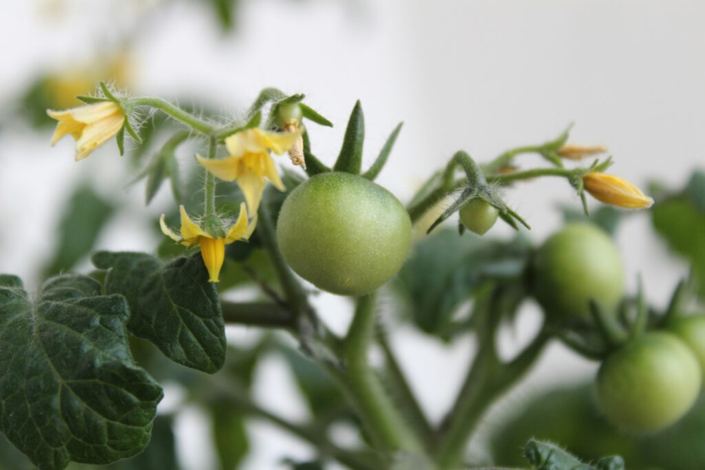 few tomatoes with flowers