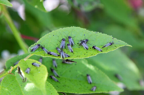 gnats on green leaf