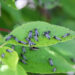 gnats on green leaf