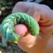 green hornworm