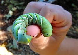 green hornworm