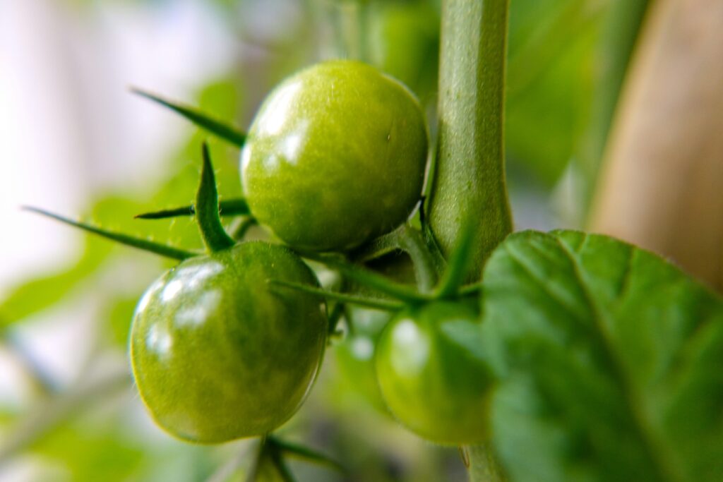 green tomatoes on branch