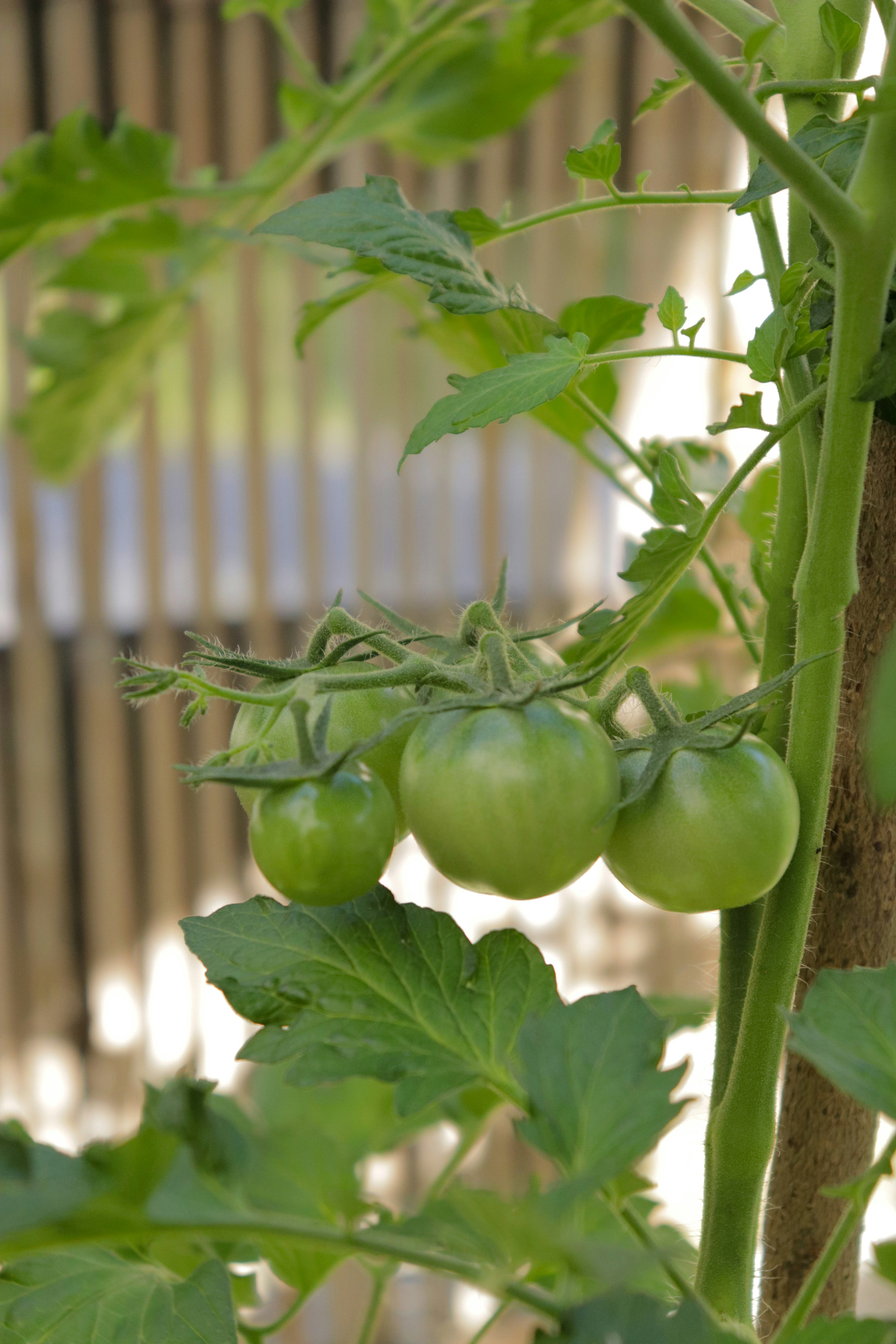 green tomatoes