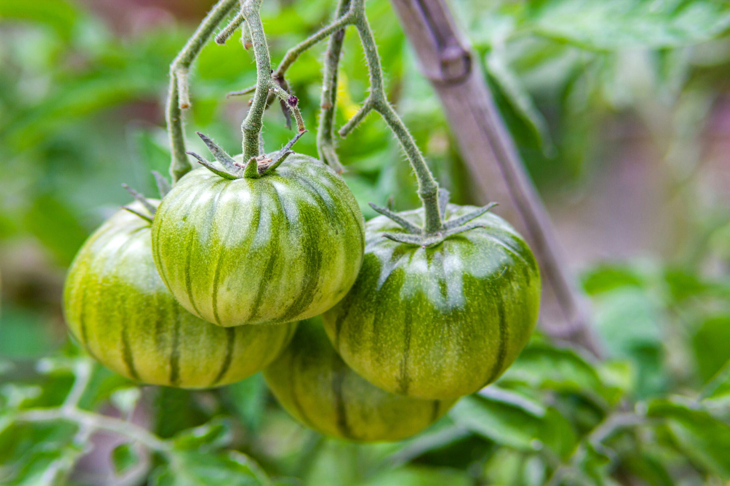 hanging green tomatoes