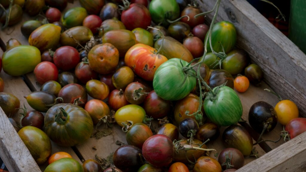 harvested tomato in a wooden box