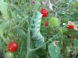 hornworm on tree