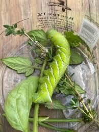 hornworm in a container