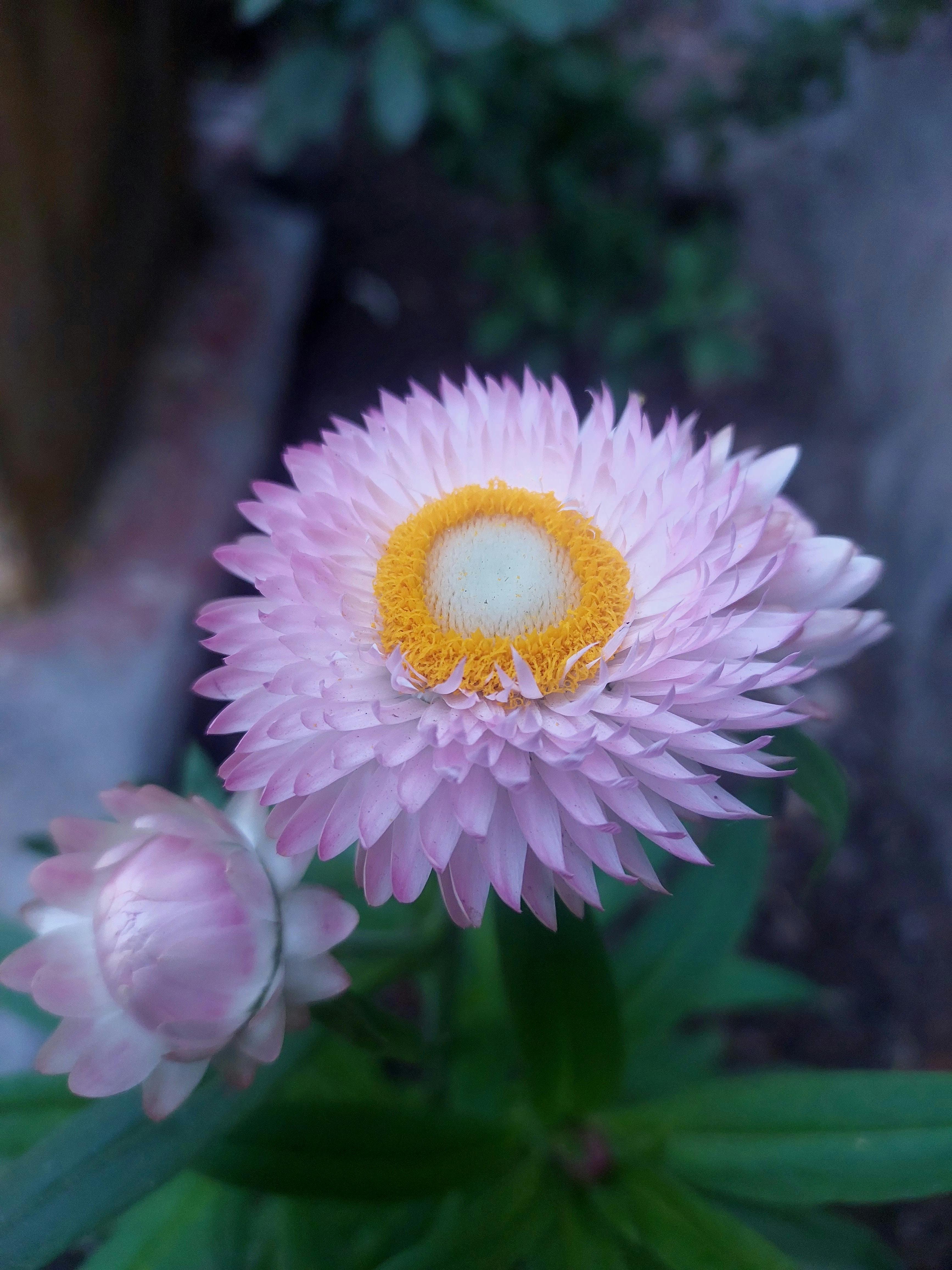 light purple Strawflowers