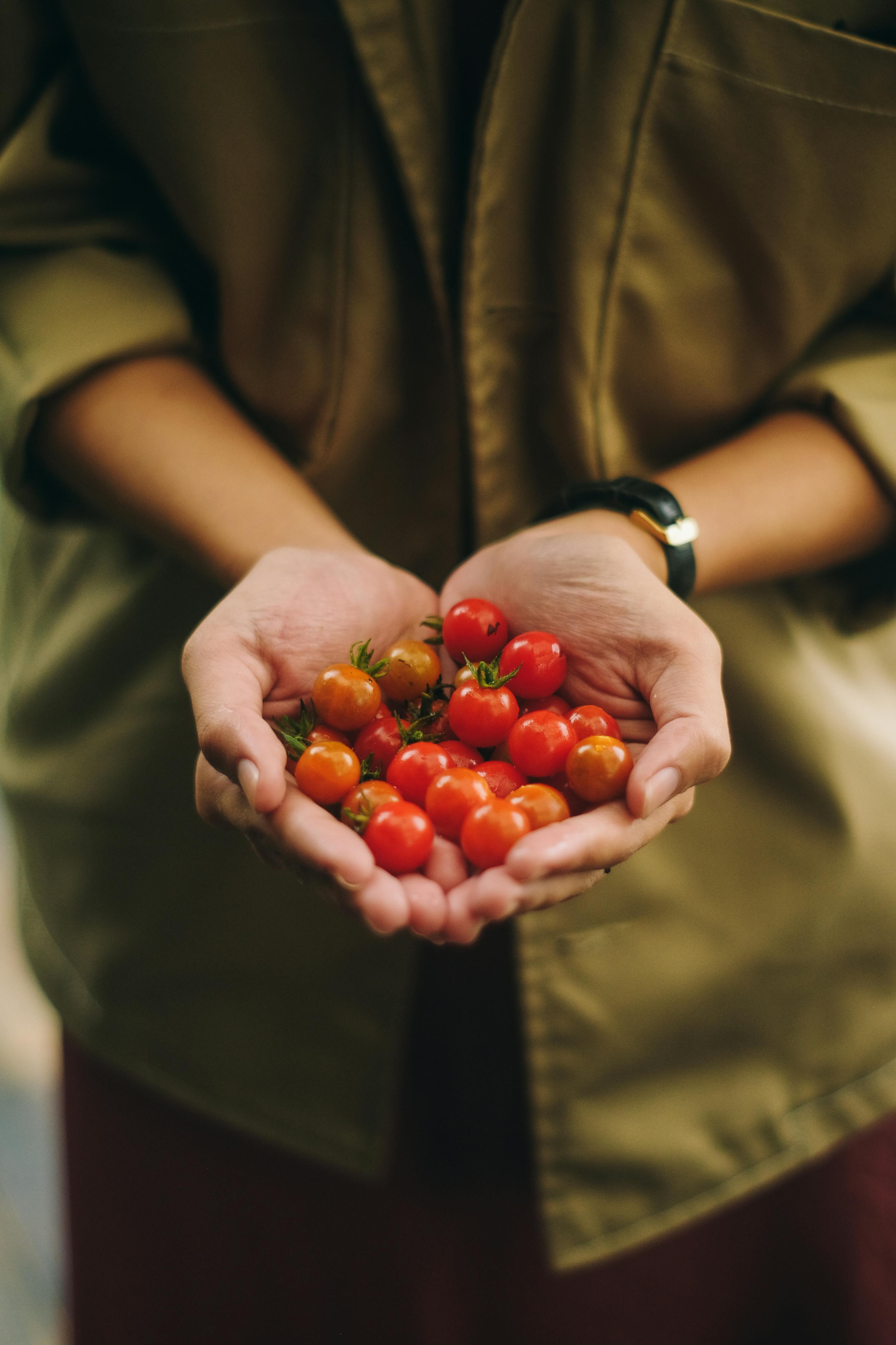 man holding SuperSweet 100 Tomatoes