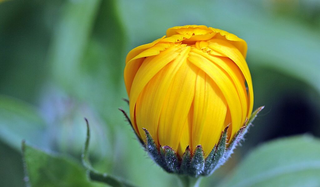 marigold flower