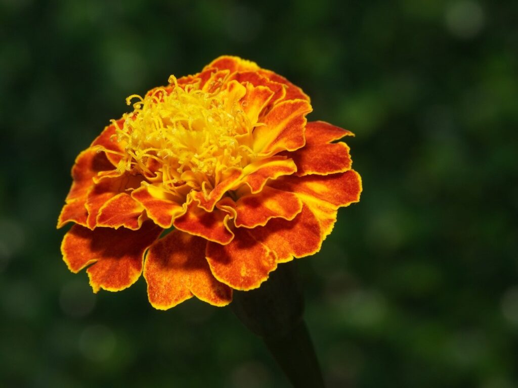 marigold flower in full bloom