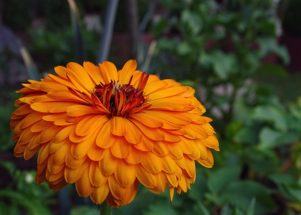 marigold