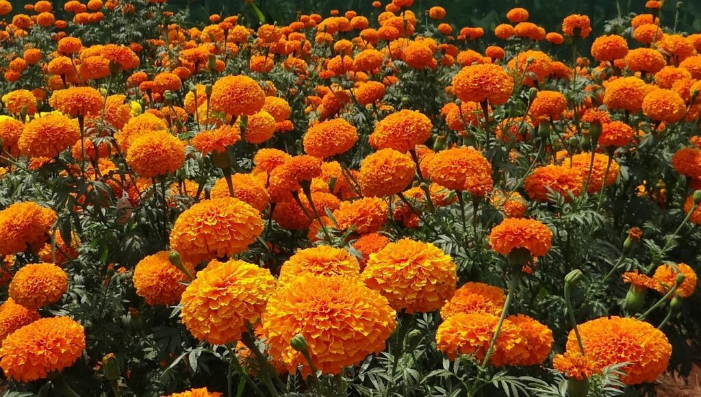 marigolds fields