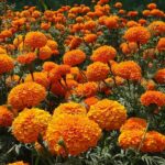 marigolds fields