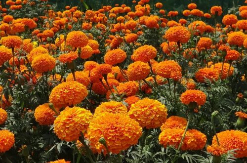 marigolds fields