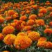 marigolds fields