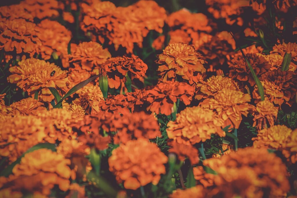 marigold flower field