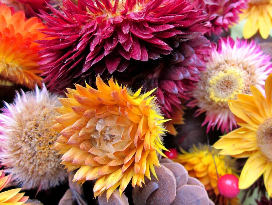 multicolored Strawflowers