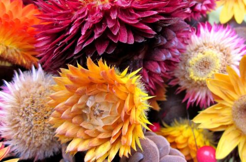 multicolored Strawflowers