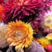 multicolored Strawflowers