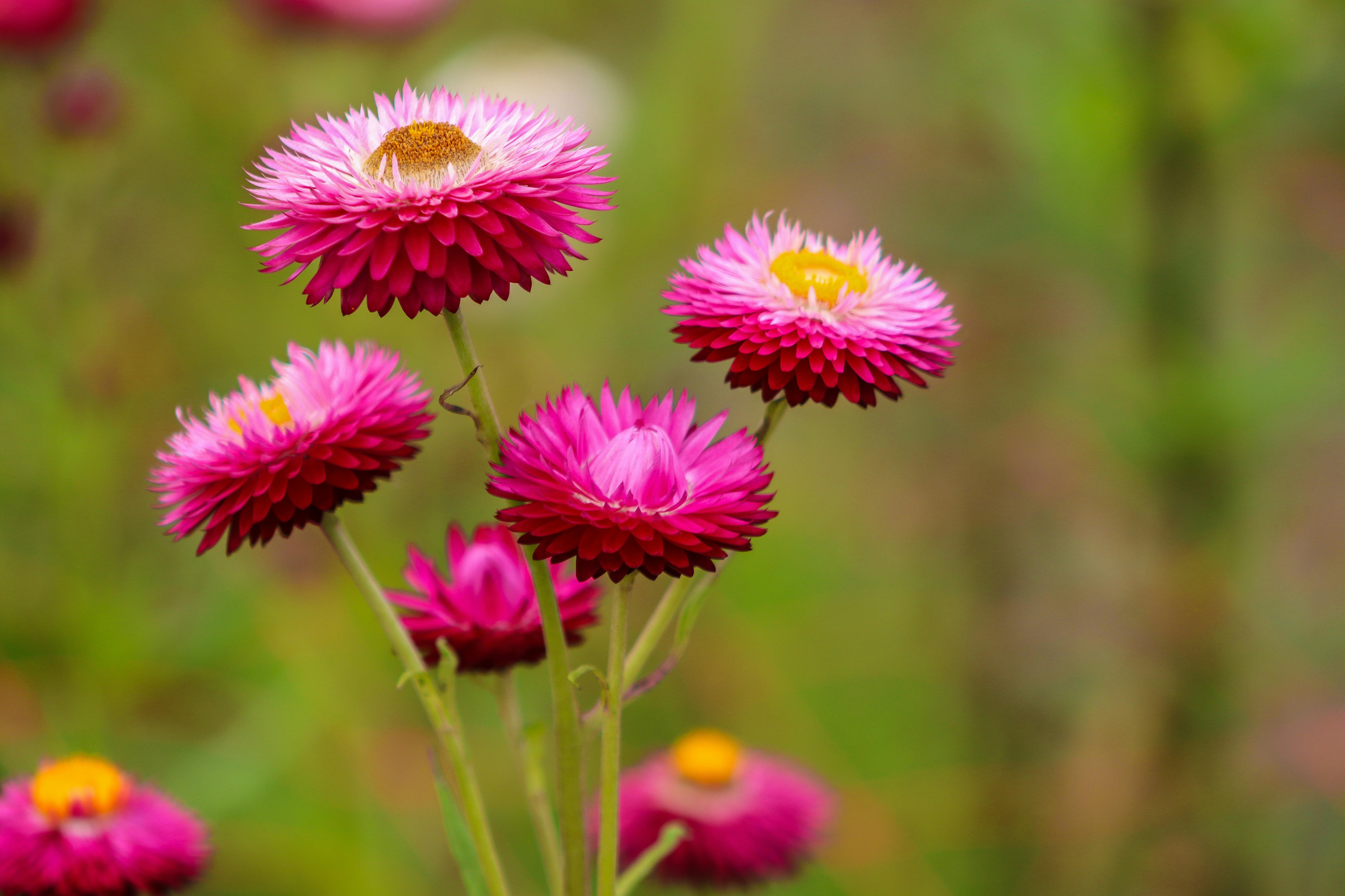 multiple Strawflowers