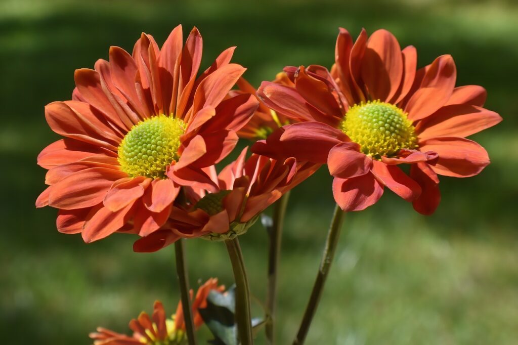 orange Stokes' asters