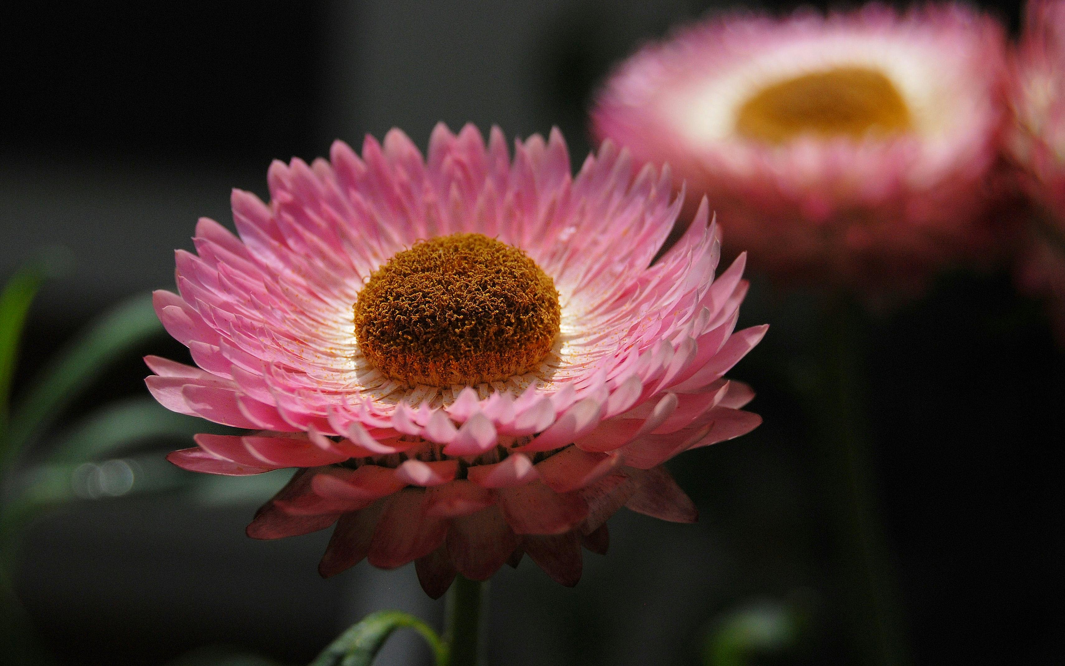 pink Strawflowers