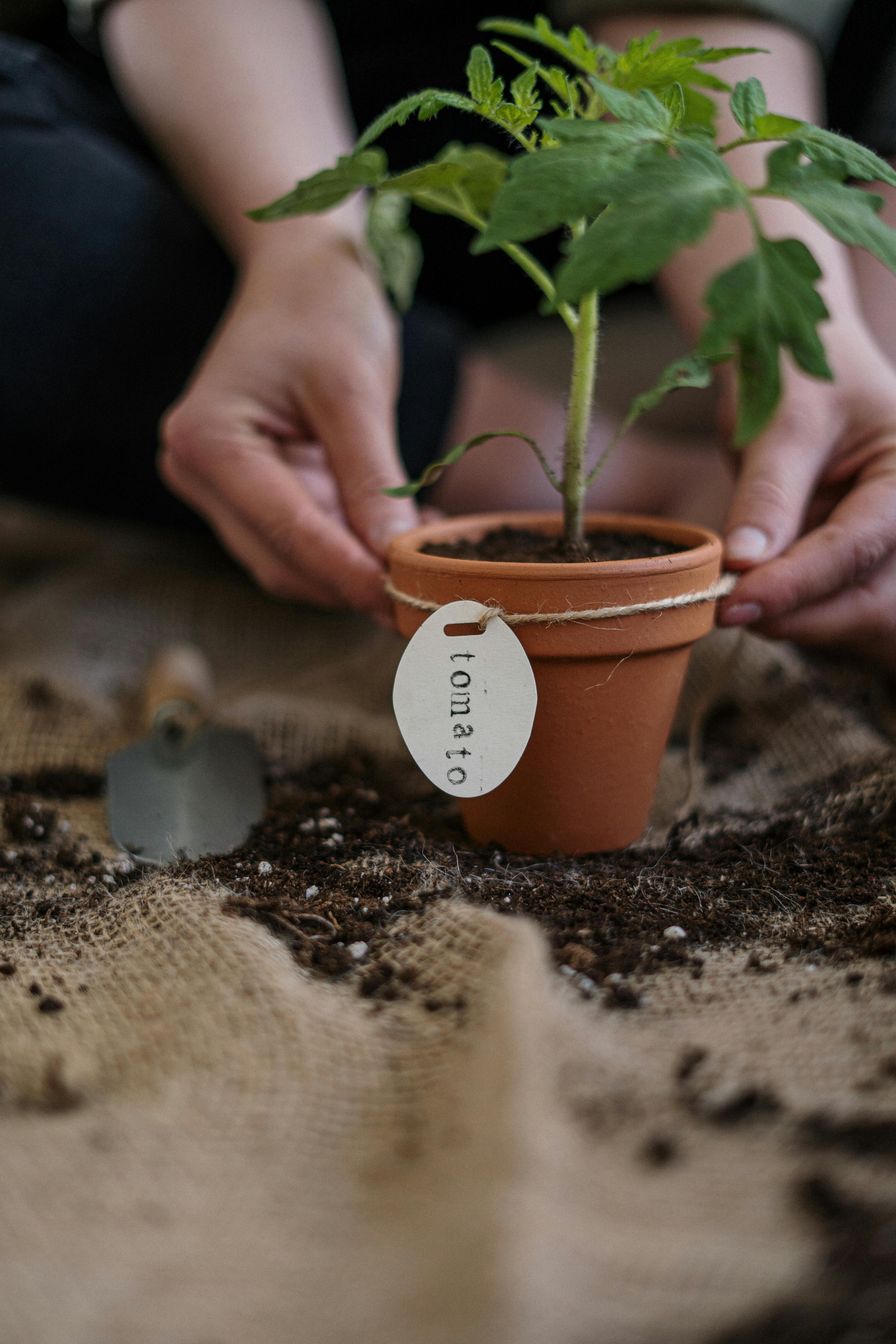 planting tomato