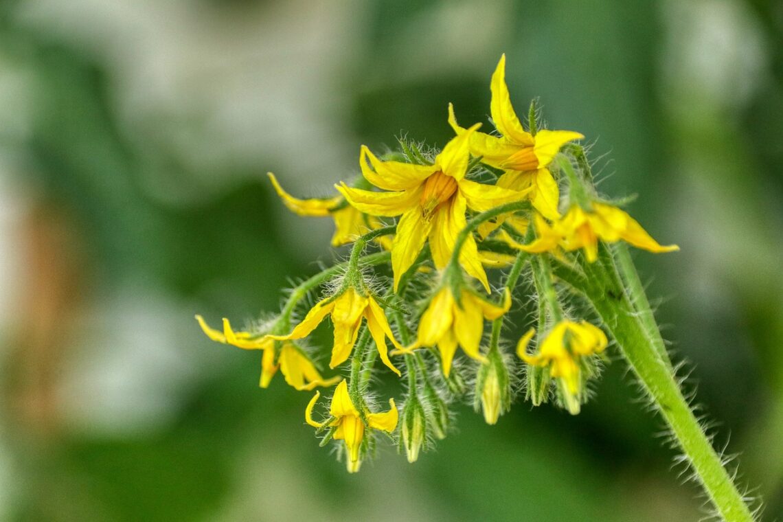 pollinated tomato flower