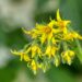 pollinated tomato flower