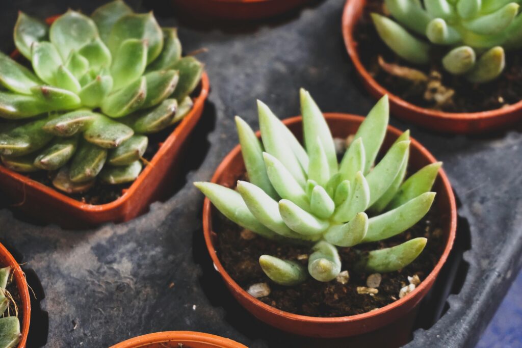 potted succulents