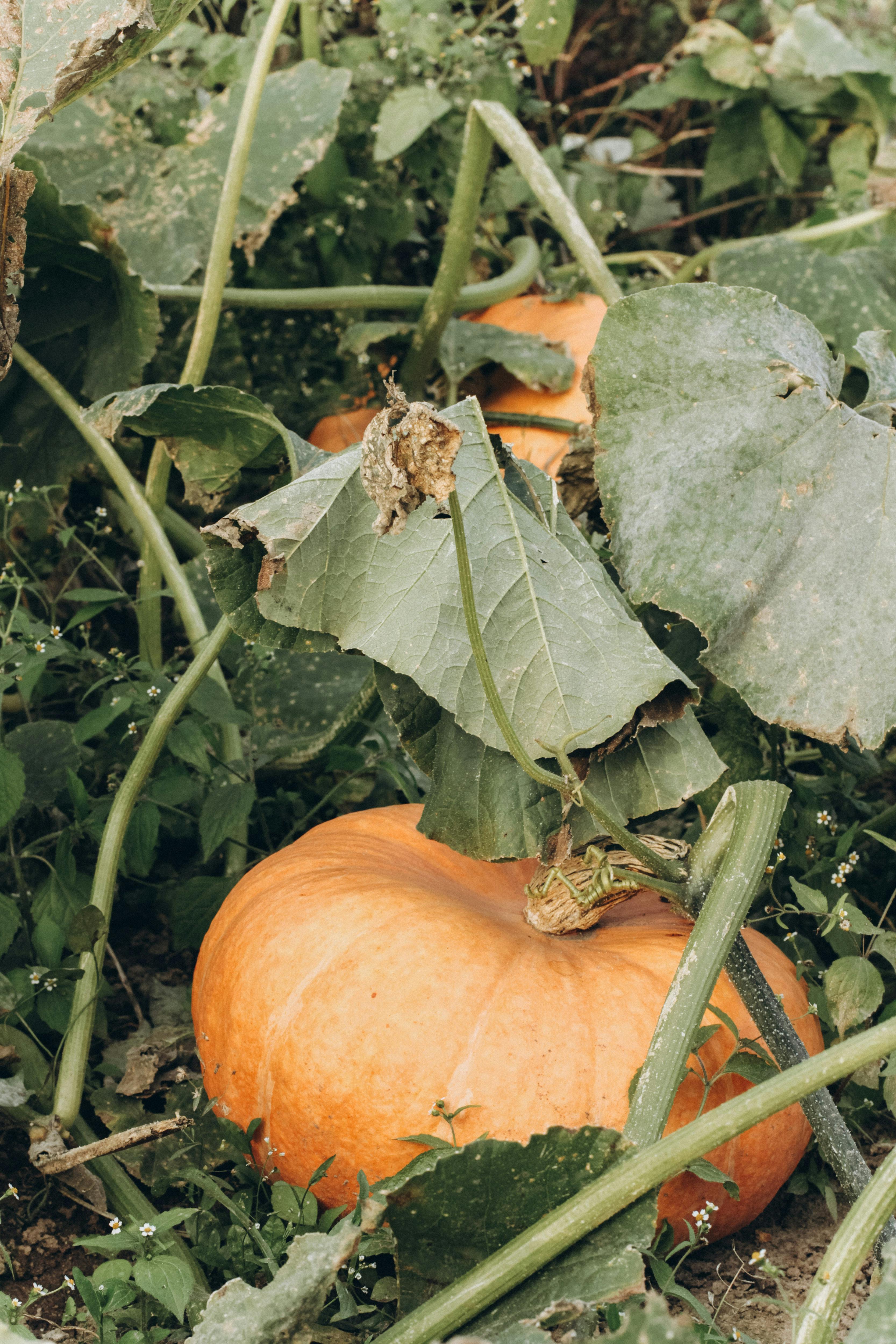 pumpkins plant