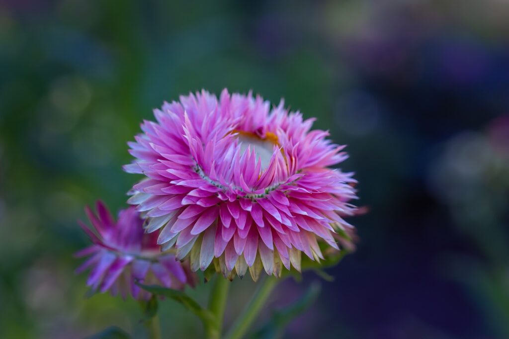 purple Strawflowers