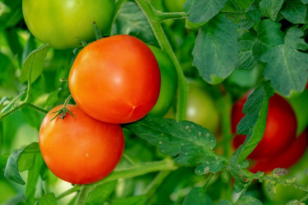 red and green tomatoes